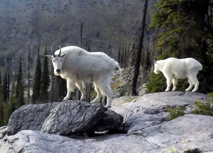 Sperry Chalet Campground Picture 6