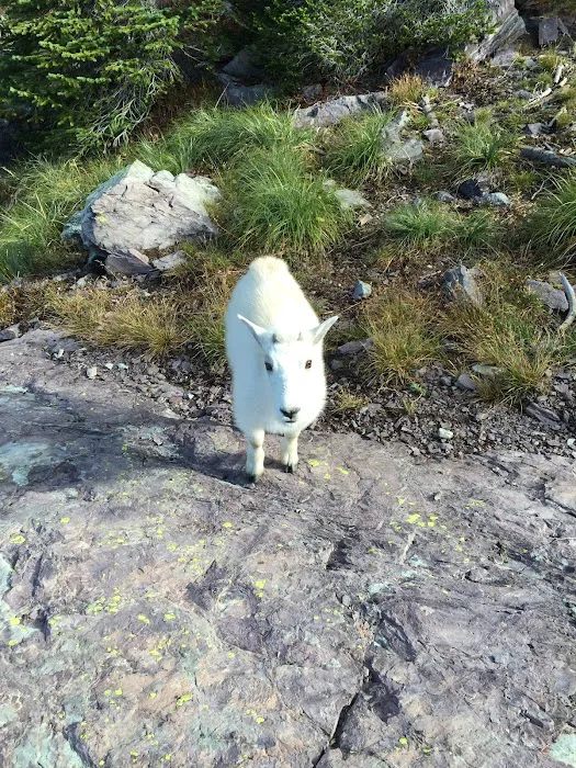 Sperry Chalet Campground Picture 10