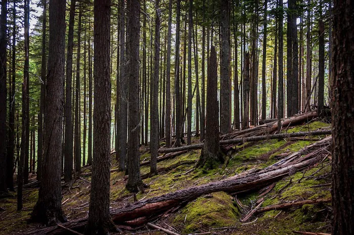 Avalanche Campground Picture 7