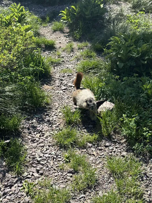 Lake Ellen Wilson Campground Picture 8