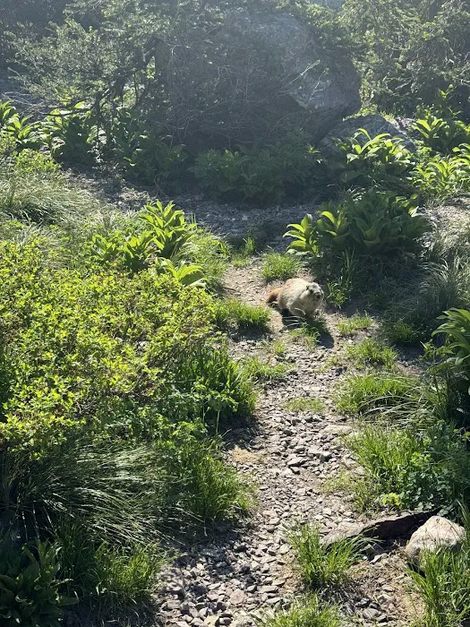 Lake Ellen Wilson Campground Picture 3