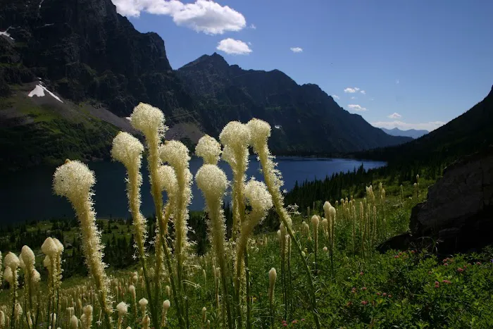 Lake Ellen Wilson Campground Picture 10