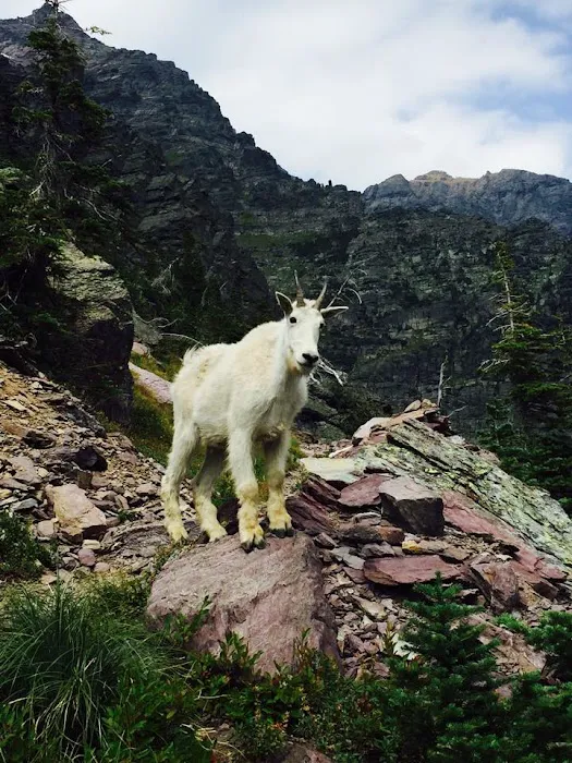 Lake Ellen Wilson Campground Picture 9