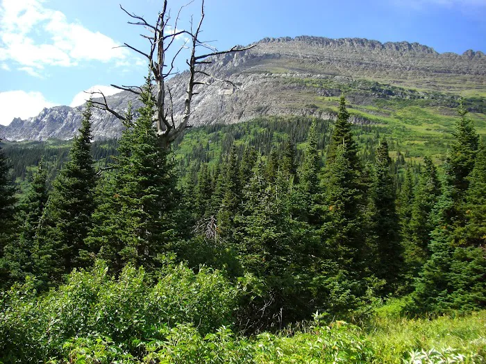 Gunsight Lake Campground Picture 9