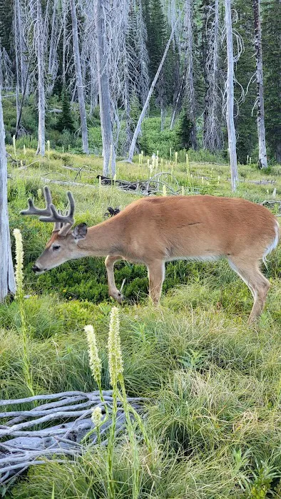 Flattop Campground Picture 5