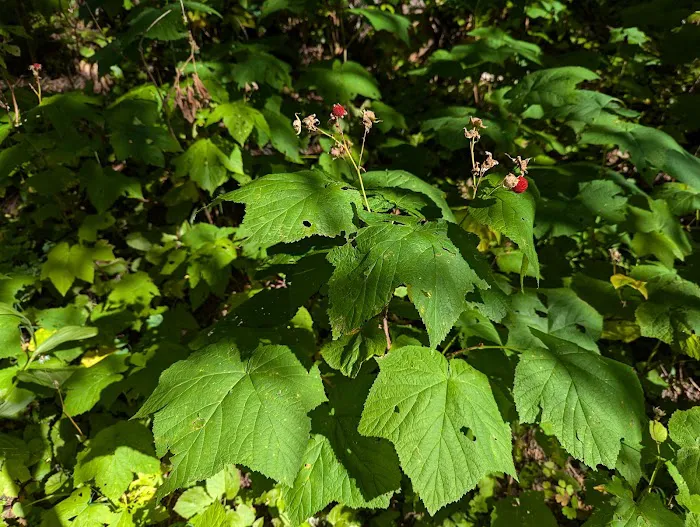 Mokowanis Lakes Campground Picture 8