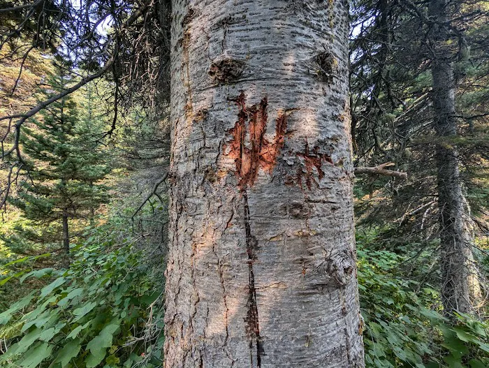 Mokowanis Lakes Campground Picture 7