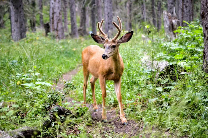 Mokowanis Junction Campground Picture 2