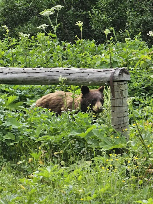 Head Glenns Lake Campground Picture 8