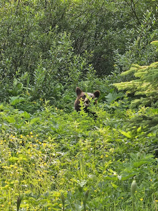 Head Glenns Lake Campground Picture 10