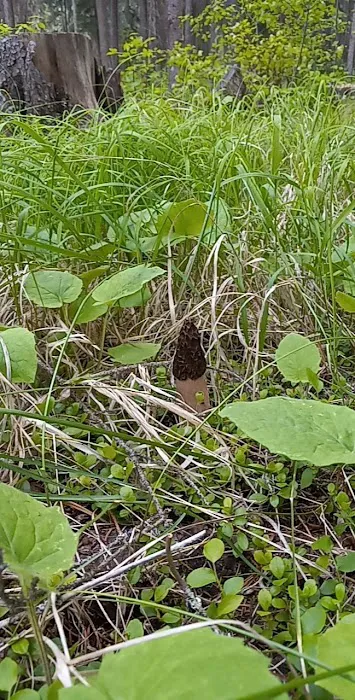 Gold Creek Campground Picture 3