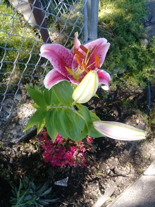 Harry's Flat Campground Picture 1