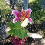 Harry's Flat Campground