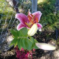 Harry's Flat Campground ico