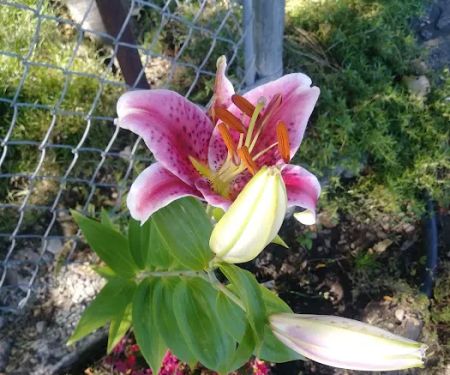 Harry's Flat Campground