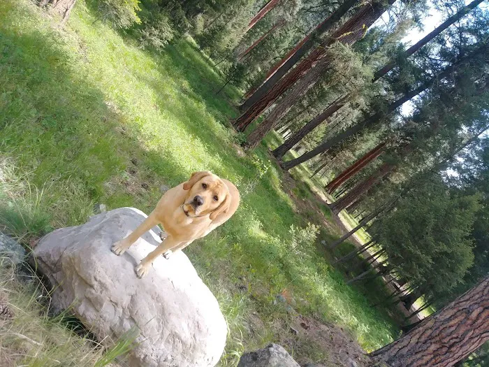 Harry's Flat Campground Picture 4