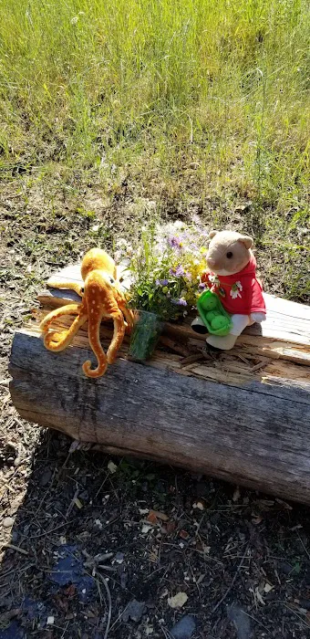 Harry's Flat Campground Picture 6