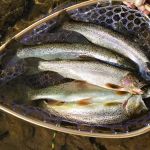 Thibodeau Campground