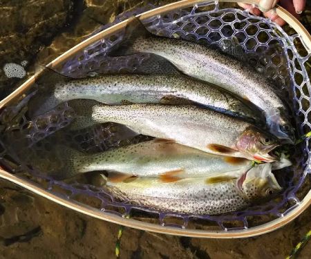 Thibodeau Campground