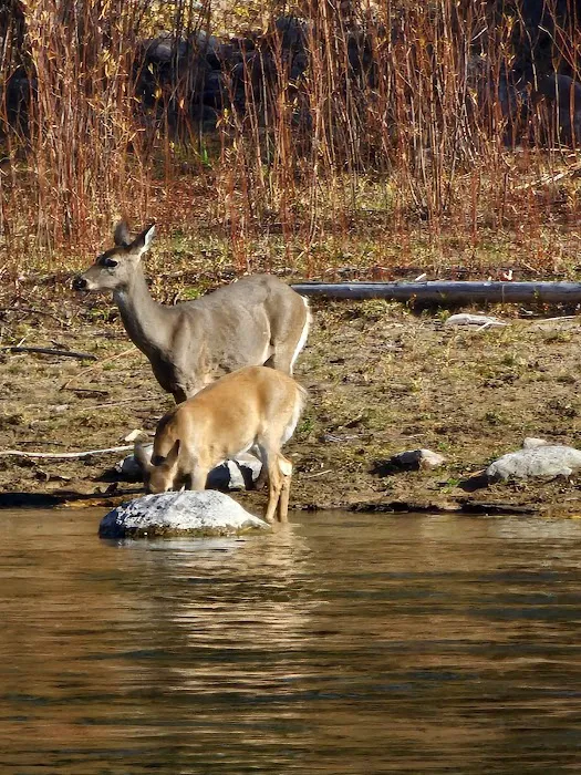 Corricks Riverbend Campground Picture 9