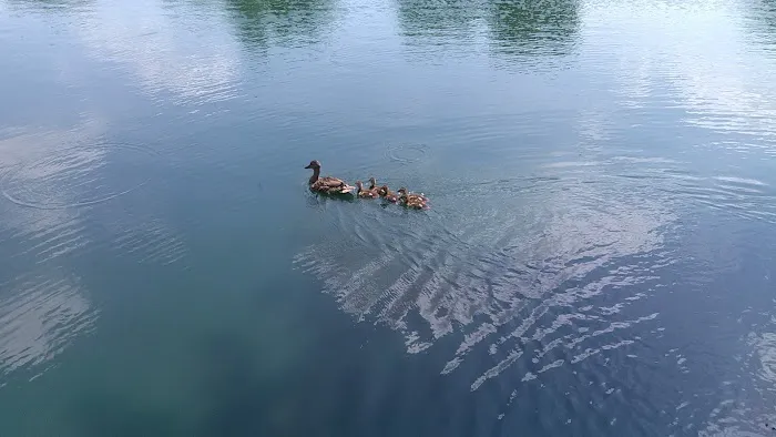 Lakeshore Estates Mobile Home Picture 3