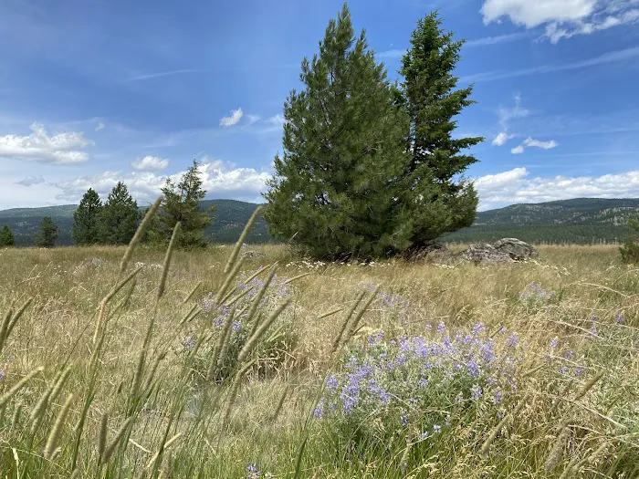 Ninemile Prairie Campground Picture 7