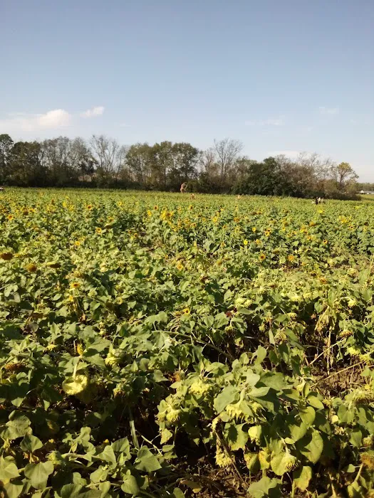 Fay Gardens Picture 6