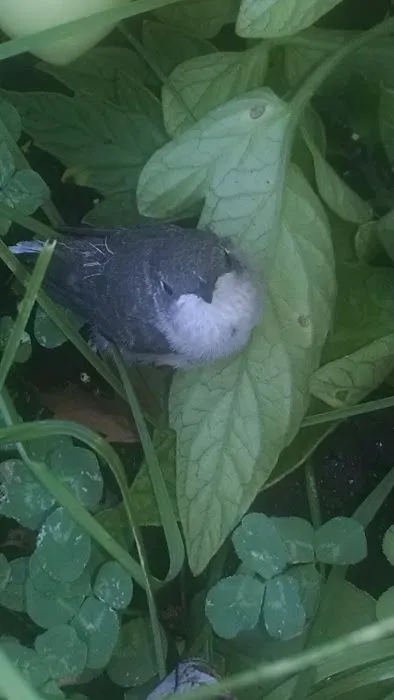 Country Acres LLC Picture 5