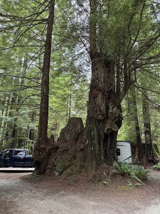 Redwood cabins Picture 2