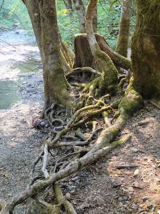 Grayback Campground Picture 5