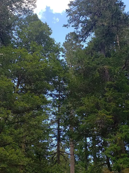 Grayback Campground Picture 8