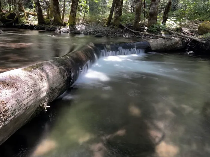 Chinquapin Group Campground Picture 10
