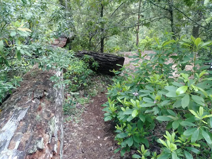 Caves Creek Campground Picture 5