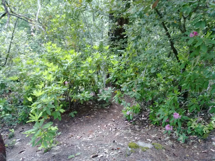 Caves Creek Campground Picture 3