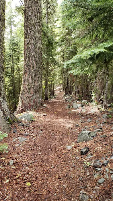 Bolan Lake Campground Picture 6