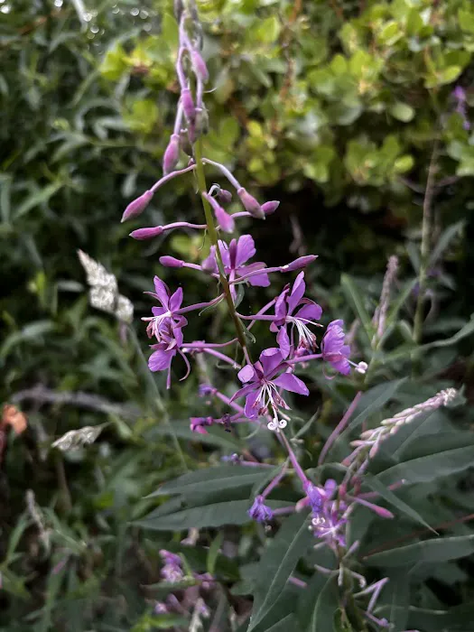 Bolan Lake Campground Picture 2