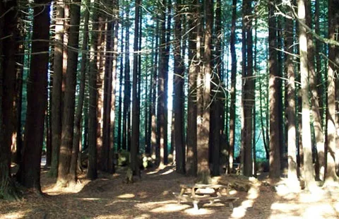 Crescent City / Redwoods KOA Holiday Picture 8