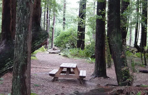 Crescent City / Redwoods KOA Holiday Picture 9