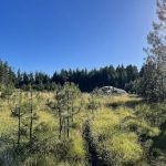 Free Your Mind Camping