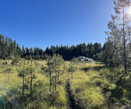 Free Your Mind Camping