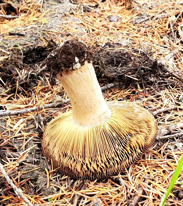 Beaver Dam Campground Picture 2