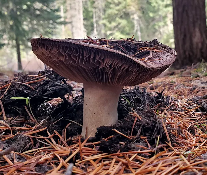 Beaver Dam Campground Picture 3