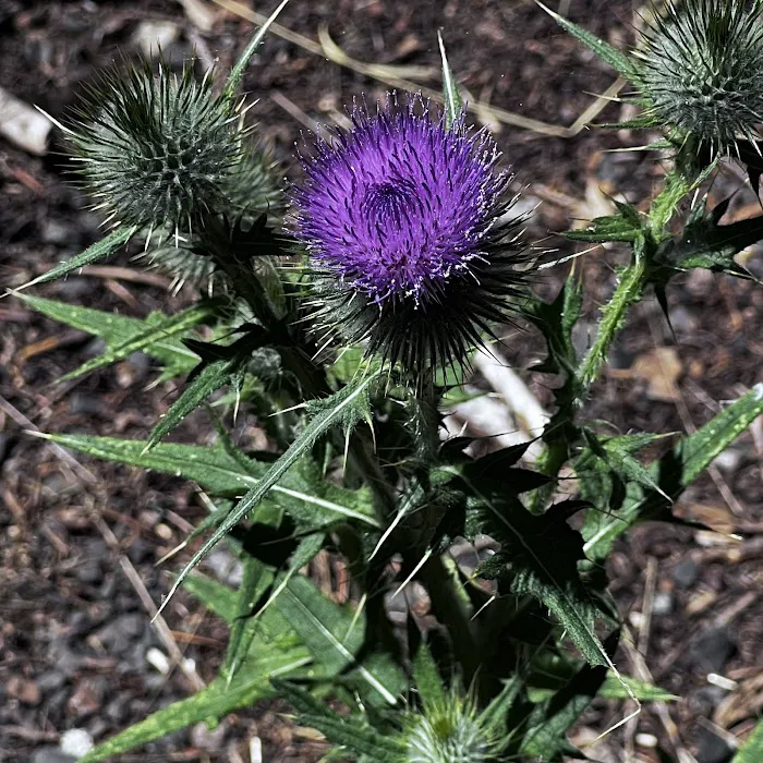 Klum Landing Campground Picture 2