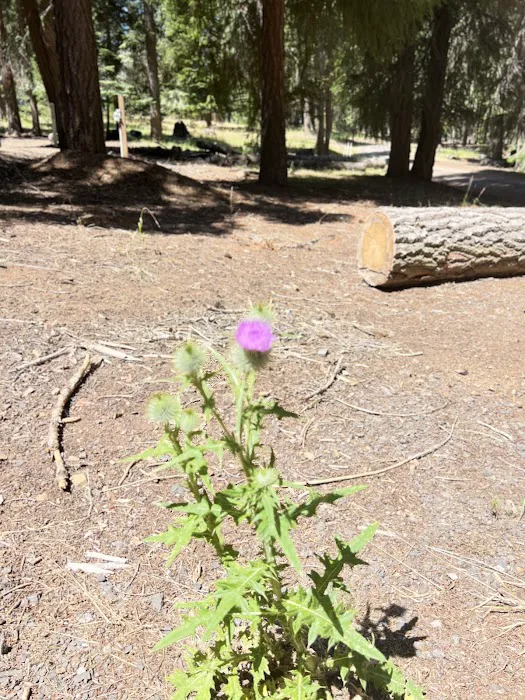 Klum Landing Campground Picture 4