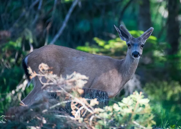 Hyatt Lake Recreation Area Picture 9