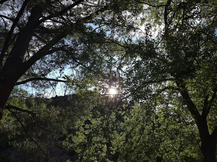 Tree of Heaven Campground Picture 8