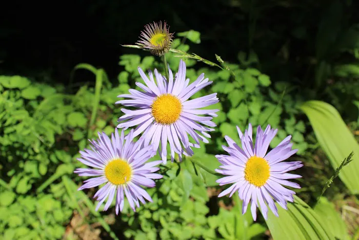 Summit Campground Picture 4