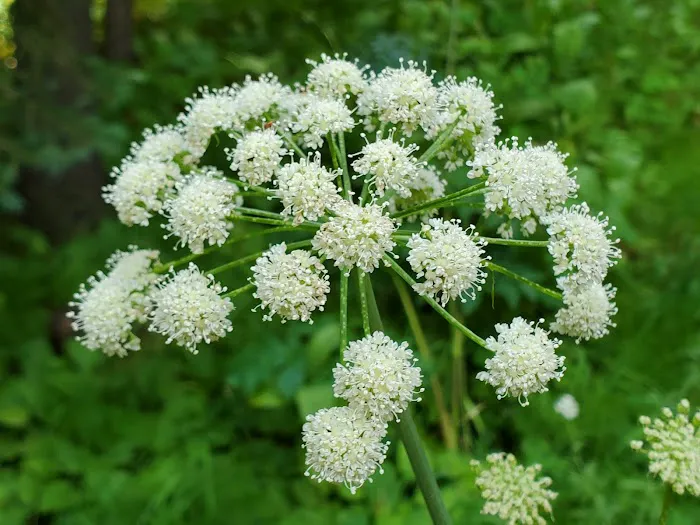 Summit Campground Picture 6