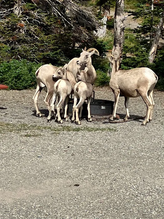 Two Medicine Campground Picture 8