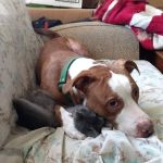 Bellevue Mobile Park Inc